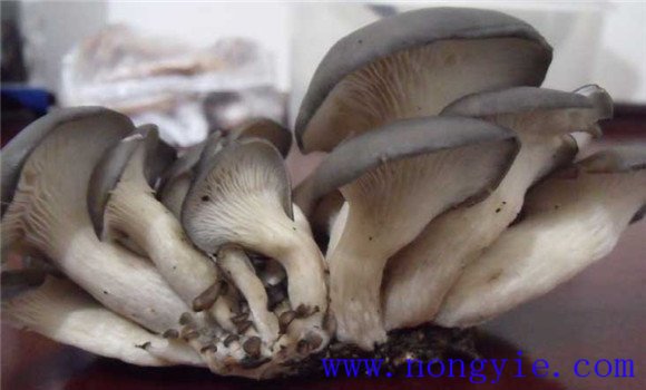 平菇生長(cháng)對水分環(huán)境的要求