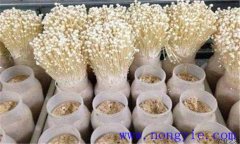 加速金針菇轉潮時(shí)間的七個(gè)關(guān)鍵是什么