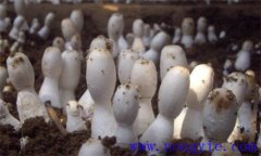 雞腿菇對生長(cháng)溫度等生長(cháng)環(huán)境條件的要求有哪些