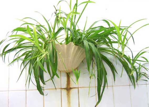 花卉的養殖方法
