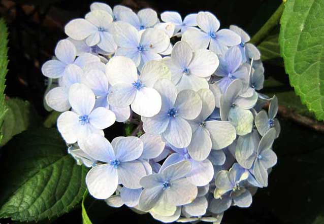 花卉怎么養