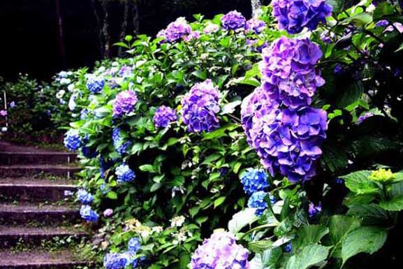 花卉怎么養