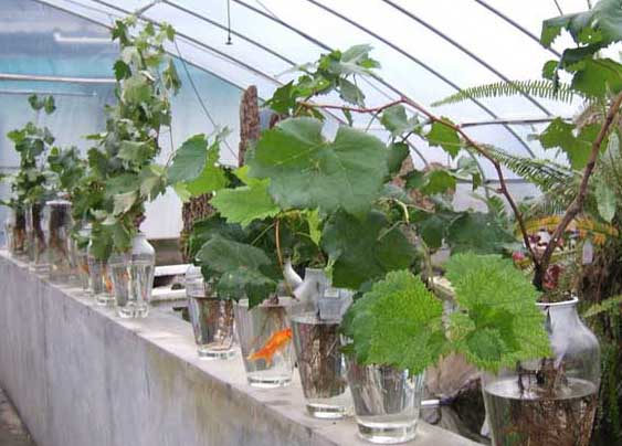 花卉怎么養