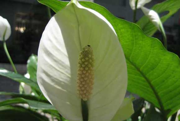花卉養殖方法