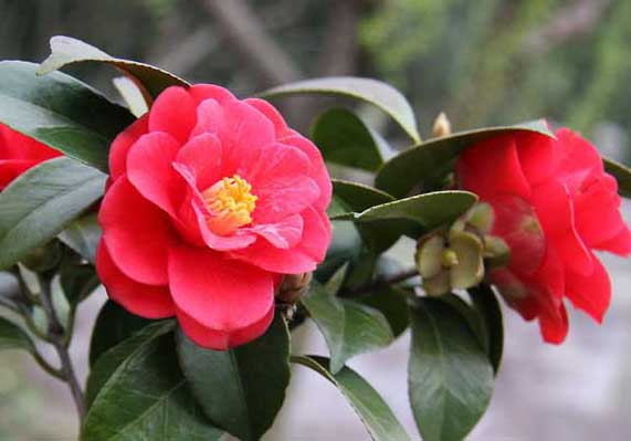 花卉的養殖方法