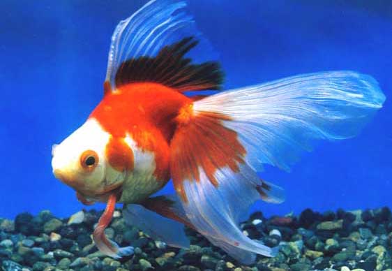 觀(guān)賞魚(yú)的種類(lèi)