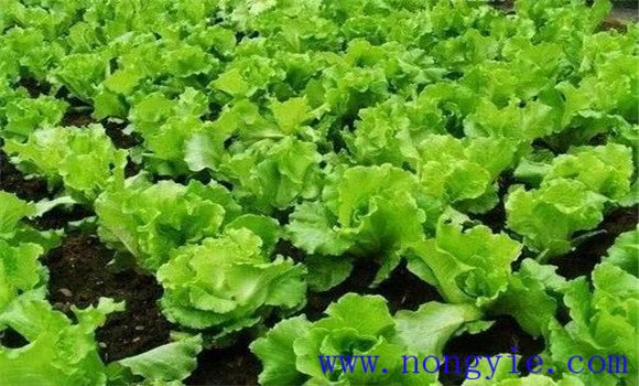 生菜對生長(cháng)環(huán)境的要求