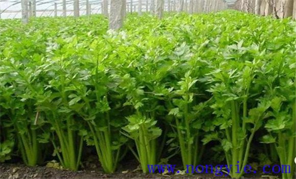 高溫季節怎樣種植芹菜