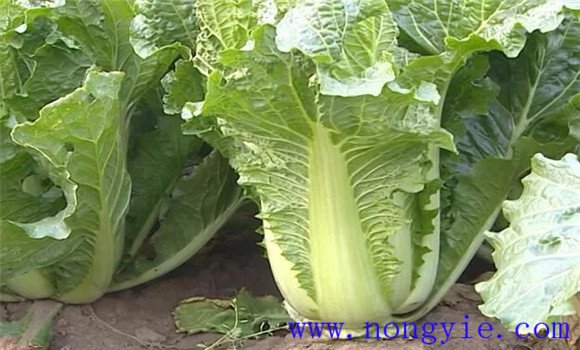 白菜的生長(cháng)期多少天