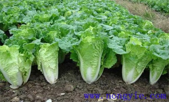 白菜的生長(cháng)過(guò)程是怎樣的