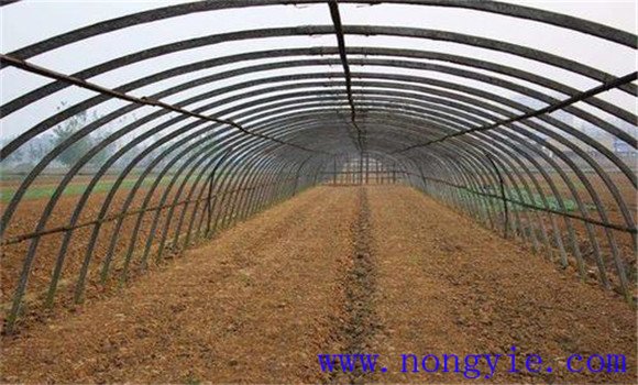 種植時(shí)間與種植前的準備工作