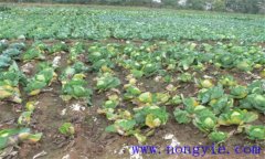甘藍的病蟲(chóng)害有哪些 甘藍的病蟲(chóng)害防治技術(shù)