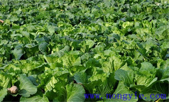 結球白菜包括哪幾種類(lèi)型