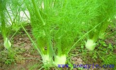 球莖茴香的生長(cháng)條件有哪些 球莖茴香種植方法
