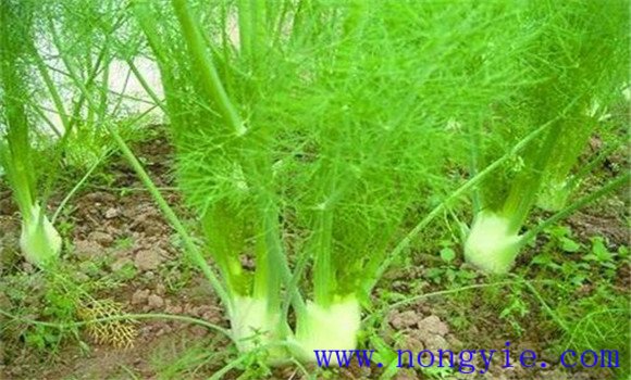 球莖茴香的生長(cháng)條件