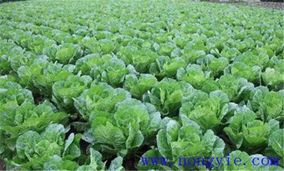 白菜施肥方法、用什么肥料