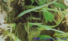 油菜軟腐病危害癥狀、病原 油菜軟腐病如何防治