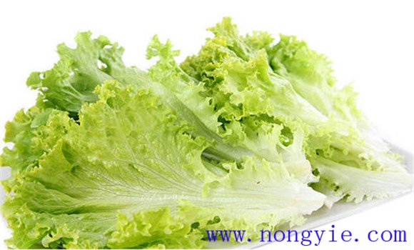 生菜的營(yíng)養成分
