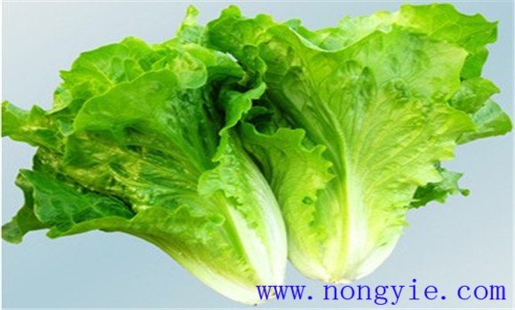 生菜的營(yíng)養價(jià)值