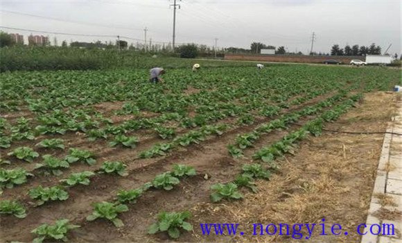 大白菜的間苗、除草