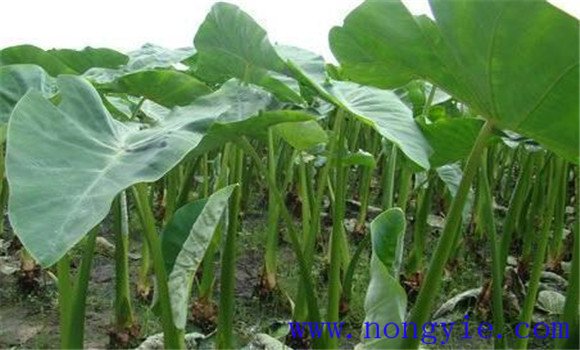 香芋的生長(cháng)期多長(cháng)