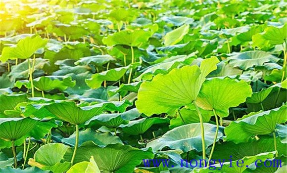 荷葉的生長(cháng)過(guò)程