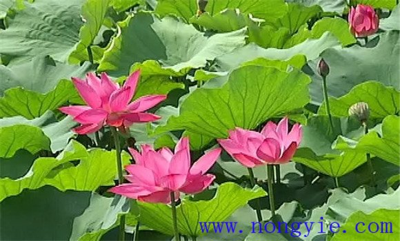荷花的開(kāi)放規律