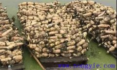 蓮藕的生長(cháng)發(fā)育過(guò)程要經(jīng)過(guò)哪些階段 有哪些品種