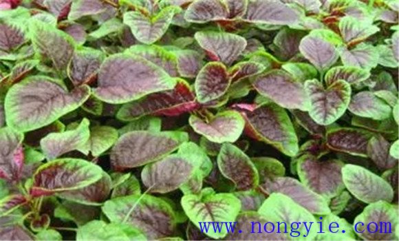莧菜對生長(cháng)環(huán)境的要求