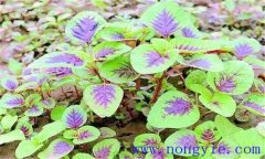 保護地莧菜種植時(shí)間及技術(shù)要點(diǎn)