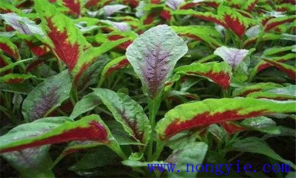 保護地莧菜種植技術(shù)要點(diǎn)