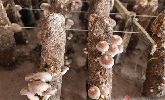 香菇生長(cháng)發(fā)育的條件要求