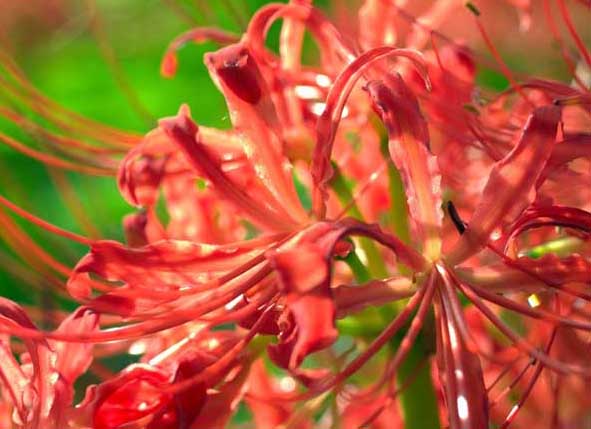 花卉怎么養