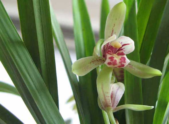 蘭花養殖方法