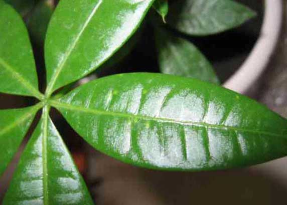 發(fā)財樹(shù)怎么養