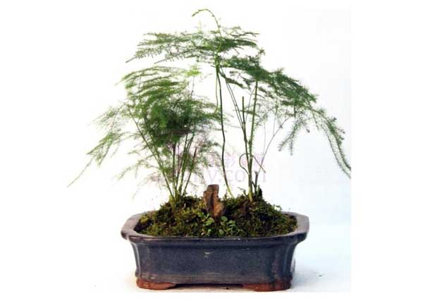 文竹養殖方法