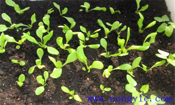 陽(yáng)臺種植生菜的方法介紹