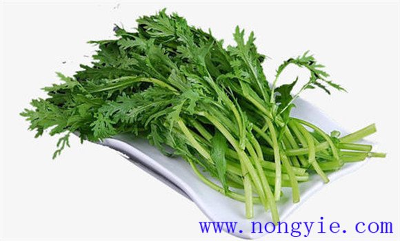 茼蒿有哪些類(lèi)型