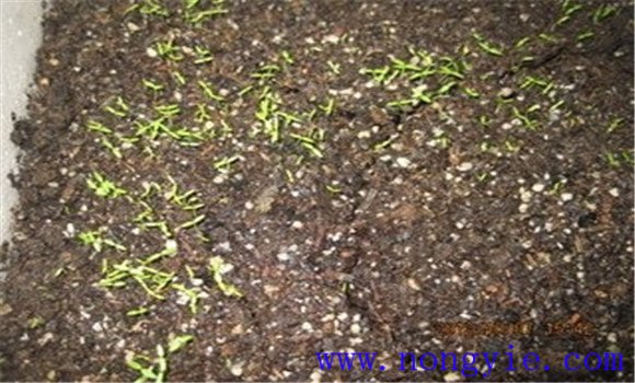 提高西芹發(fā)芽率，不要使用當年的種子