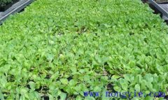 結球甘藍栽培技術(shù)與主要步驟