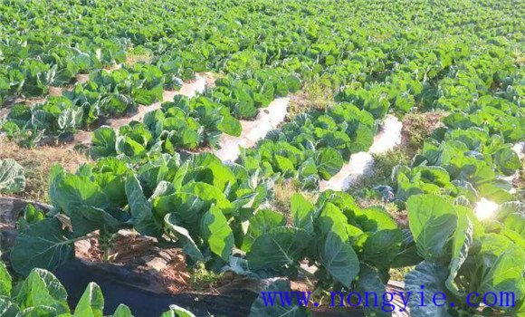 抱子甘藍種植時(shí)間及其栽培方式