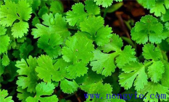 怎樣種芫荽，種芫荽的方法