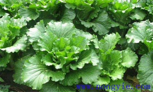 大白菜原產(chǎn)地是哪個(gè)國家