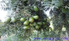香榧樹(shù)幾年結果 香榧種植管理技術(shù)要點(diǎn)