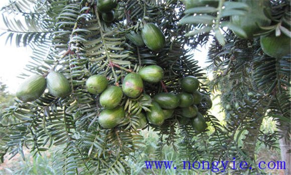 香榧樹(shù)種植幾年結果