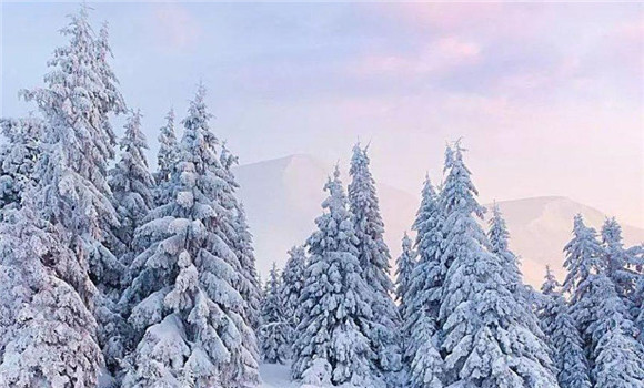 雪松和云杉的科屬區別