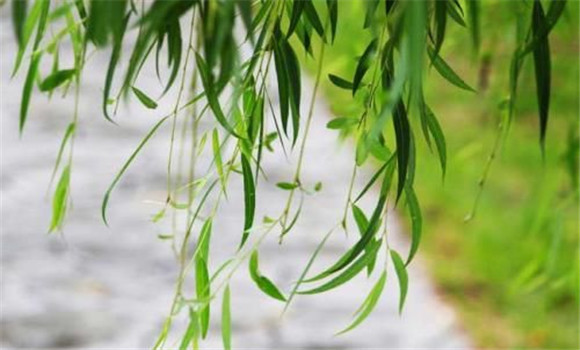 柳樹(shù)葉的藥用價(jià)值是什么