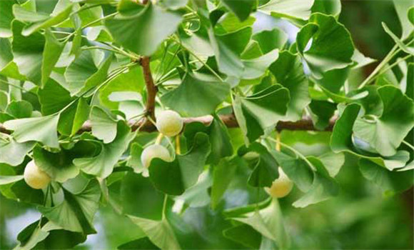 銀杏樹(shù)生長(cháng)溫度要求