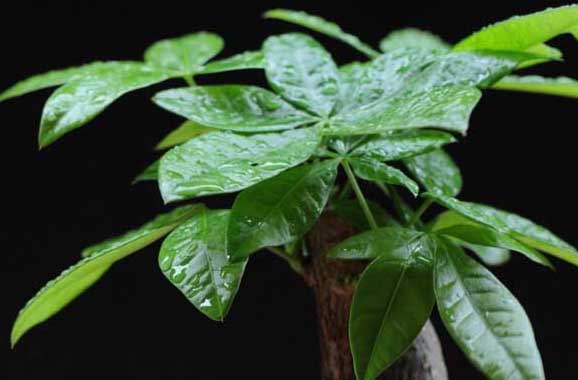 發(fā)財樹(shù)種植方法