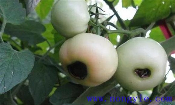 高溫會(huì )引起番茄臍腐病